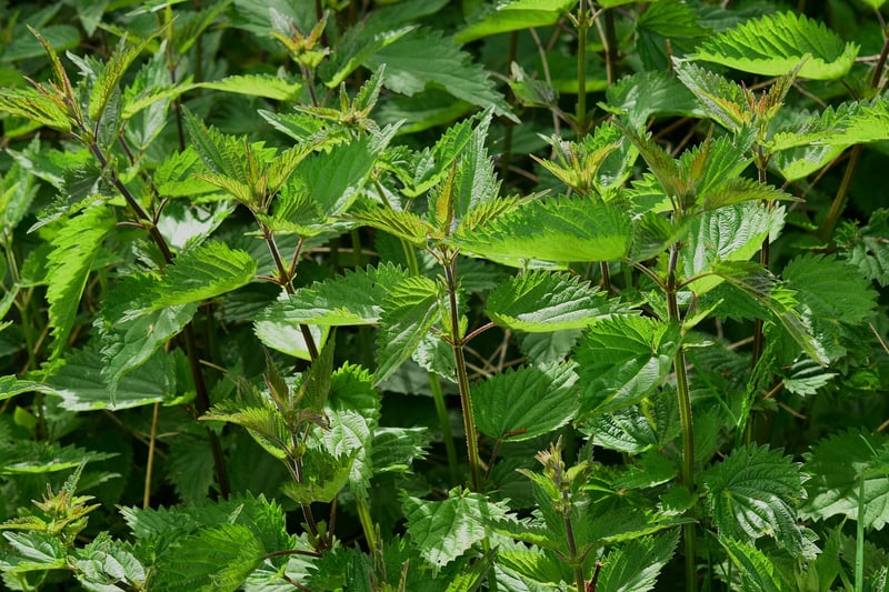 Whimsical herbs