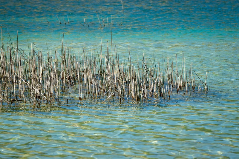 Mystical Pond